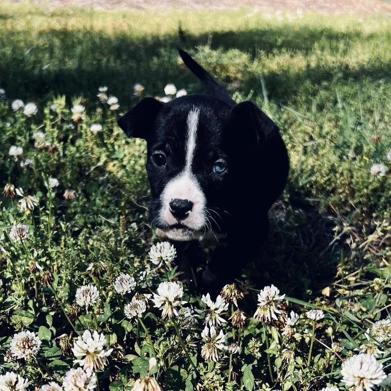 A baby small-sized male Black Labrador Retriever dog named Jeddah for adoption in Wake Forest, NC