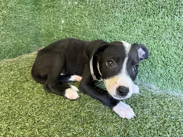 A baby small-sized female Labrador Retriever dog named A for adoption in Lancaster, CA
