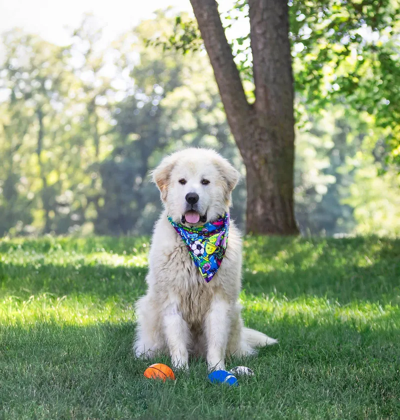 An adult extra large-sized male Great Pyrenees dog named Dusty for adoption in Coatesville, PA