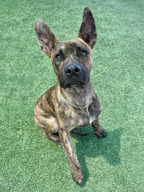 A young medium-sized male Great Dane dog named Tommy for adoption in Castaic, CA
