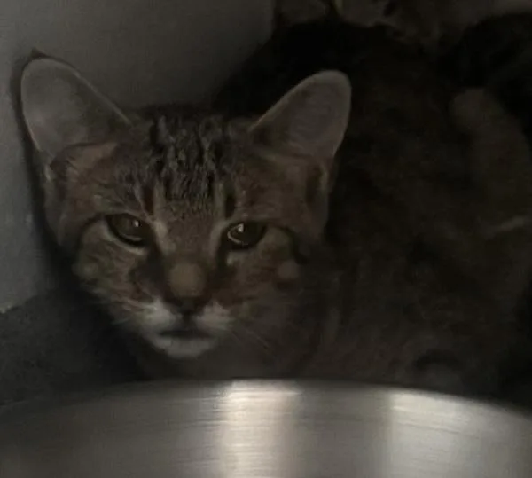 A young medium-sized male Domestic Short Hair cat named Sway for adoption in Des Moines, IA
