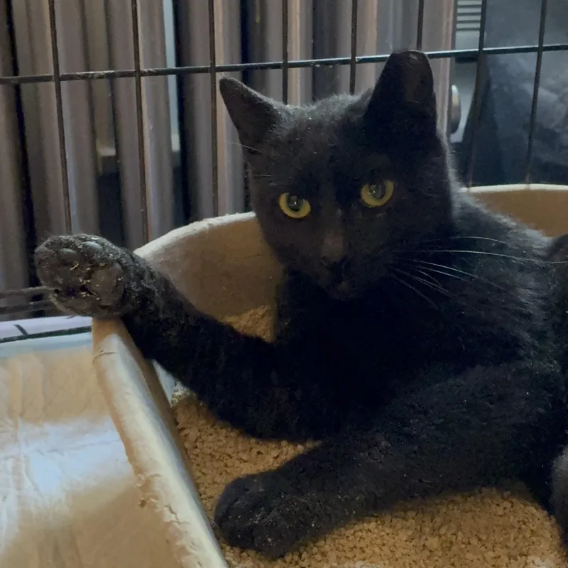 The Littlest Shadow thumbnail 2