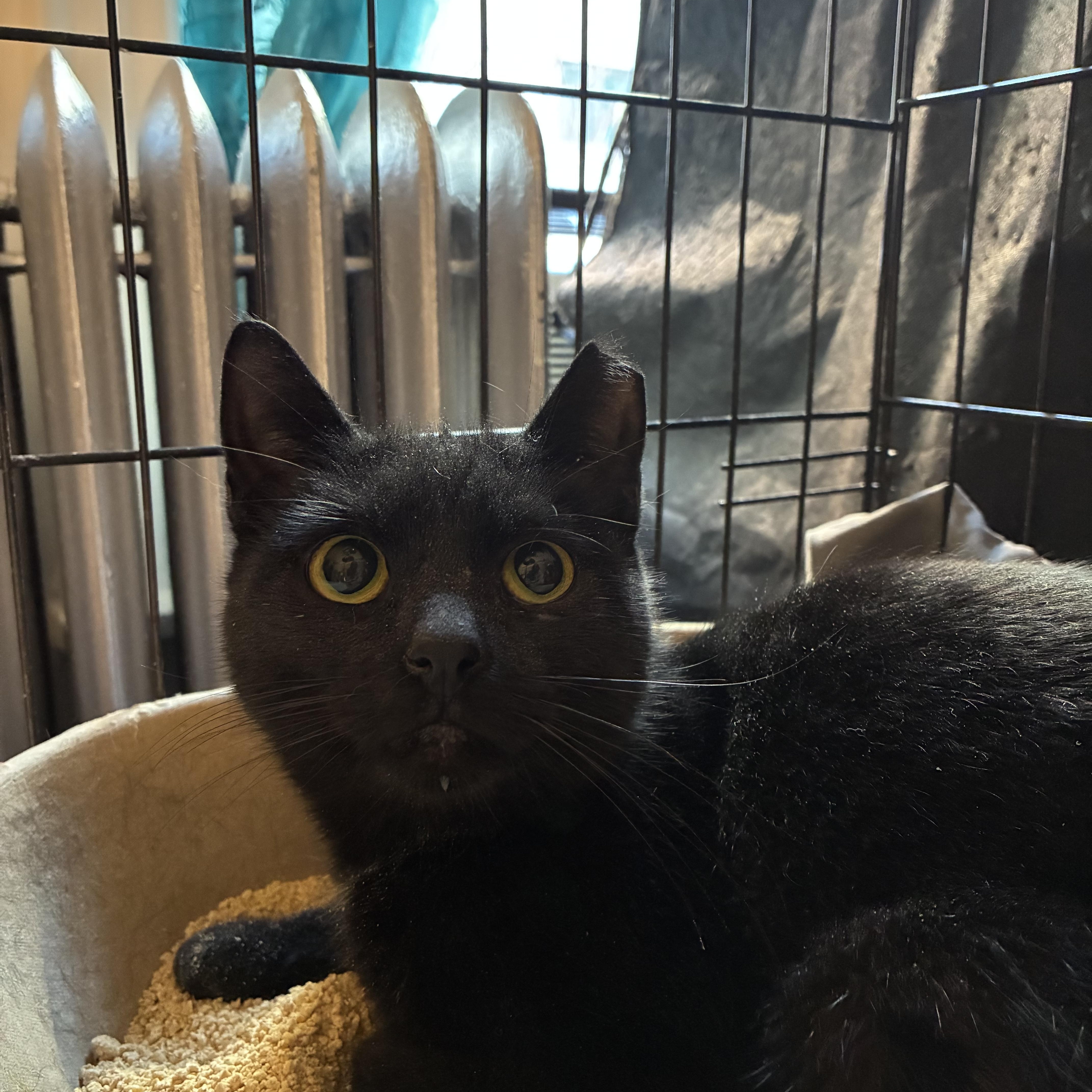 An adult medium-sized female Black Domestic Short Hair cat named The Littlest Shadow for adoption in Brooklyn, NY
