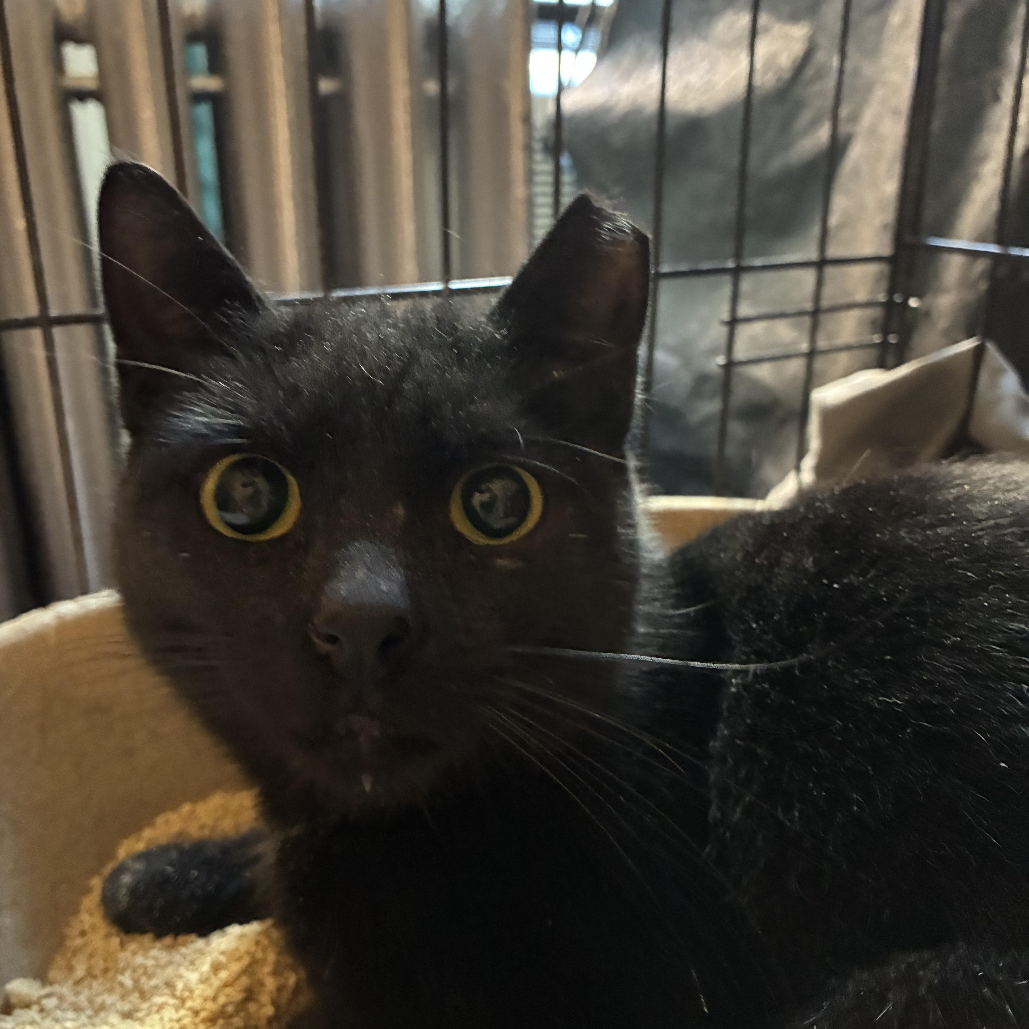 The Littlest Shadow thumbnail 3