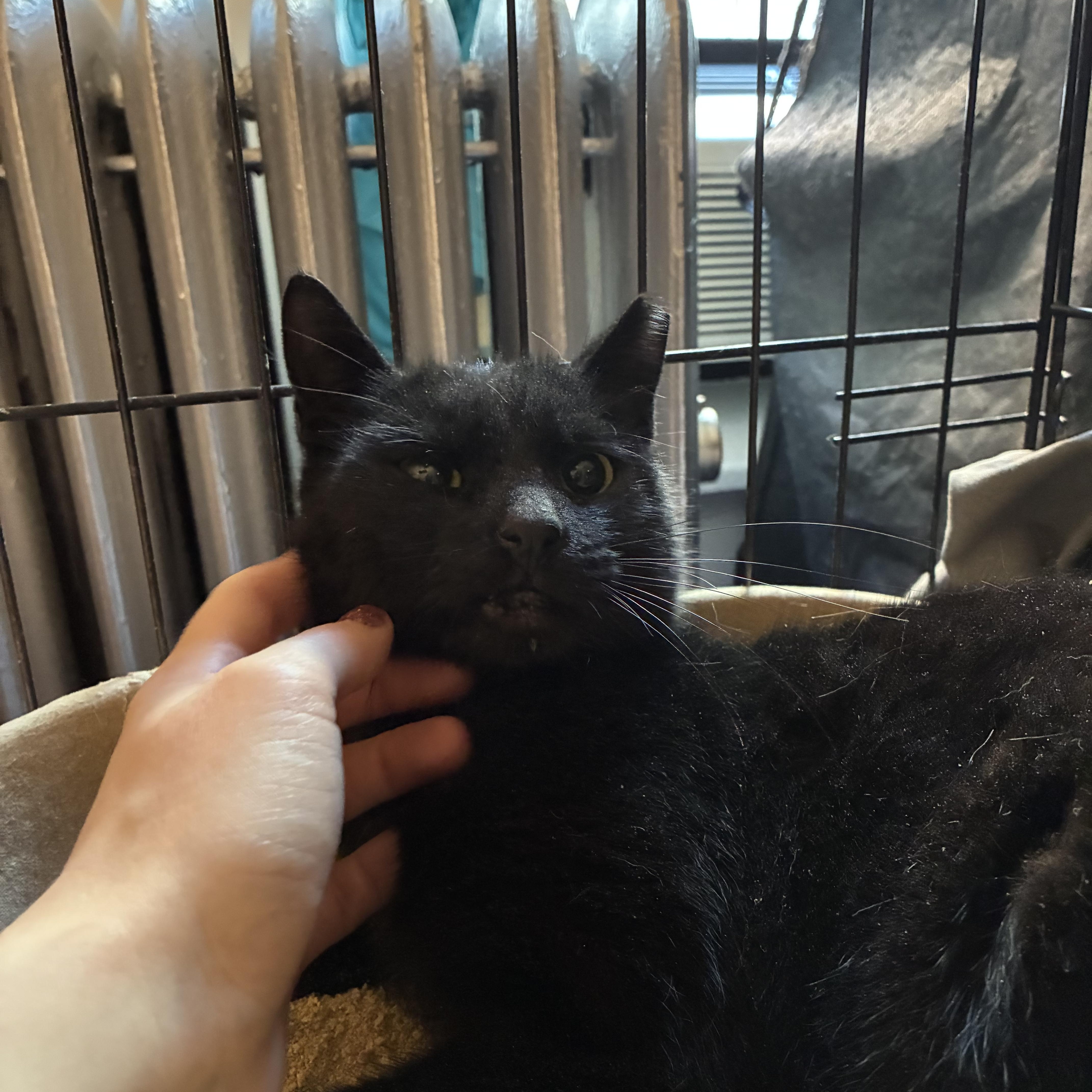 The Littlest Shadow thumbnail 4