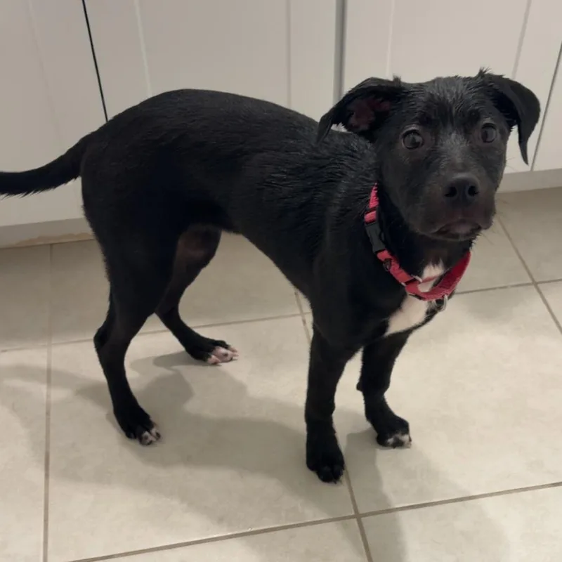 A baby medium-sized female Black Hound dog named Daphne for adoption in Bradenton, FL
