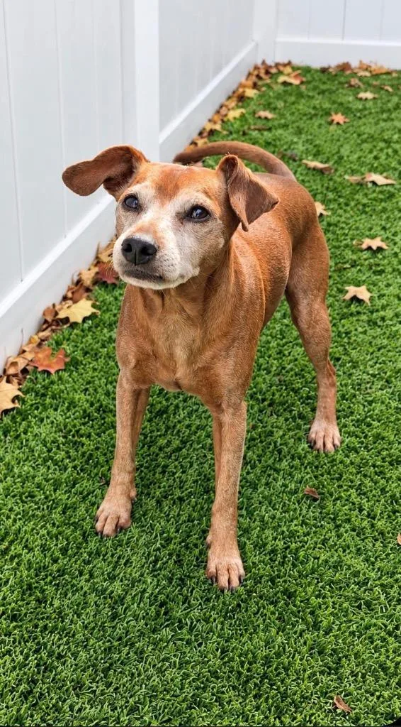 A senior small-sized male Chihuahua dog named Pedro for adoption in Fayetteville, AR