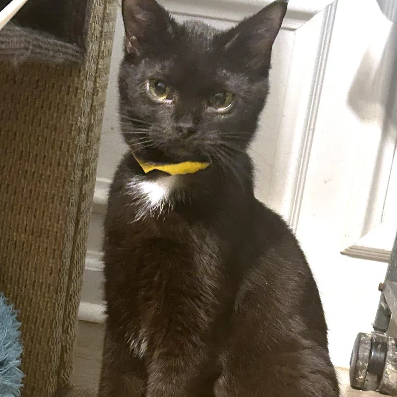 A young small-sized male Black American Shorthair cat named Barry for adoption in Huntsville, AL
