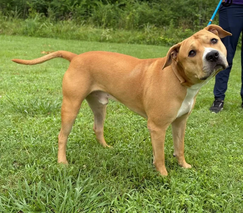 A young large-sized male Pit Bull Terrier dog named Mr. T for adoption in Murray, KY