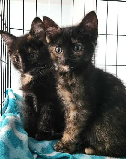 A baby small-sized female Black Domestic Short Hair cat named Vanellope for adoption in Kansas City, MO