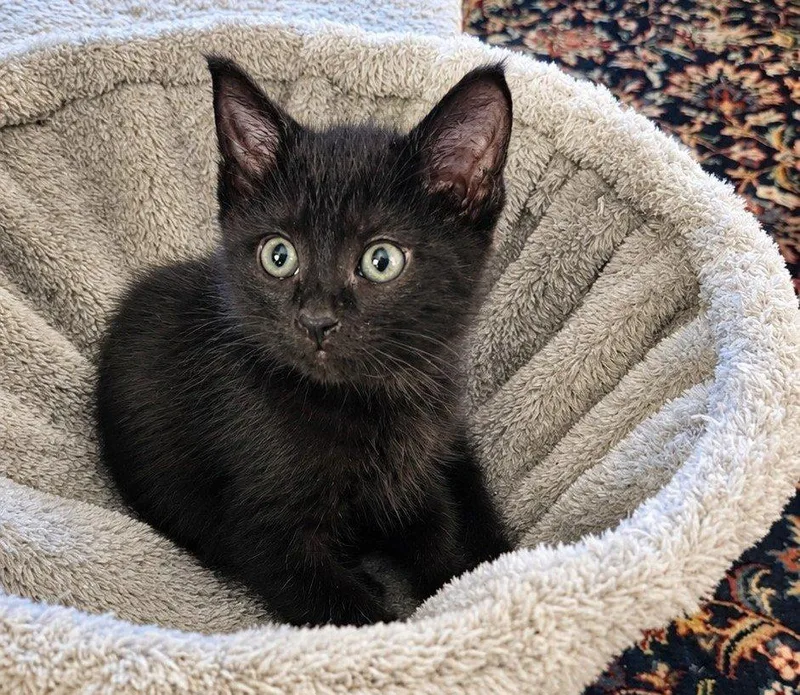 A baby small-sized male Black Domestic Short Hair cat named Flubber for adoption in Raleigh, NC