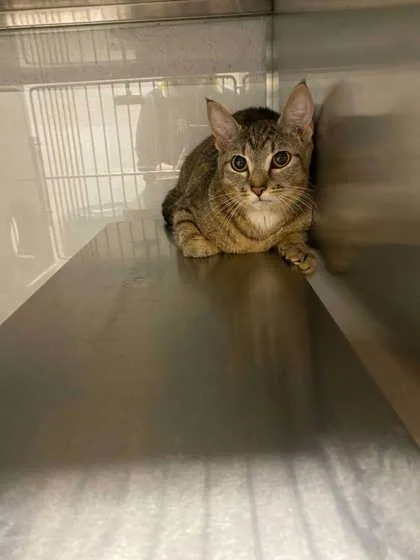 An adult medium-sized female Domestic Short Hair cat named Momma for adoption in Gastonia, NC