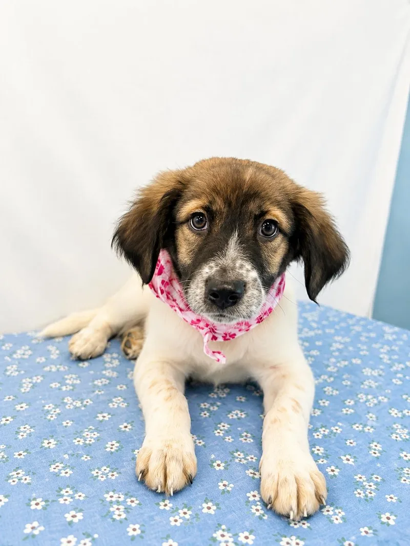 A young medium-sized female Australian Shepherd dog named Bubbles for adoption in Dallas, TX