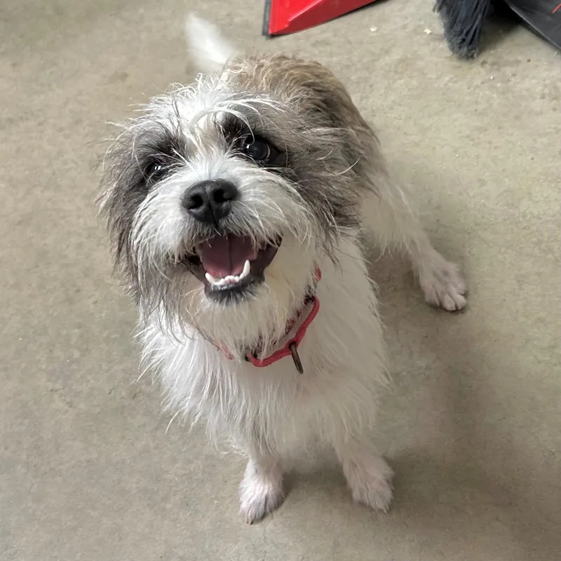 An adult small-sized male Mixed Breed dog named Boo for adoption in Mason City, IA