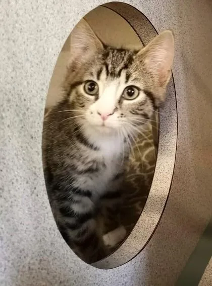A baby medium-sized female Brown / Chocolate Domestic Short Hair cat named Cindy Clawford for adoption in Waupaca, WI