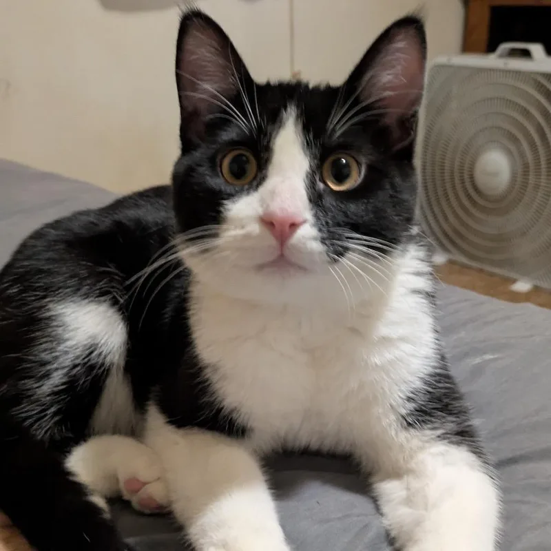 A young small-sized male Black Domestic Medium Hair cat named Apollo for adoption in Rochester, MN
