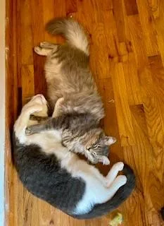 Sam Nibbles thumbnail 2