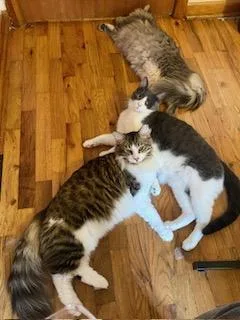 Sam Nibbles thumbnail 4