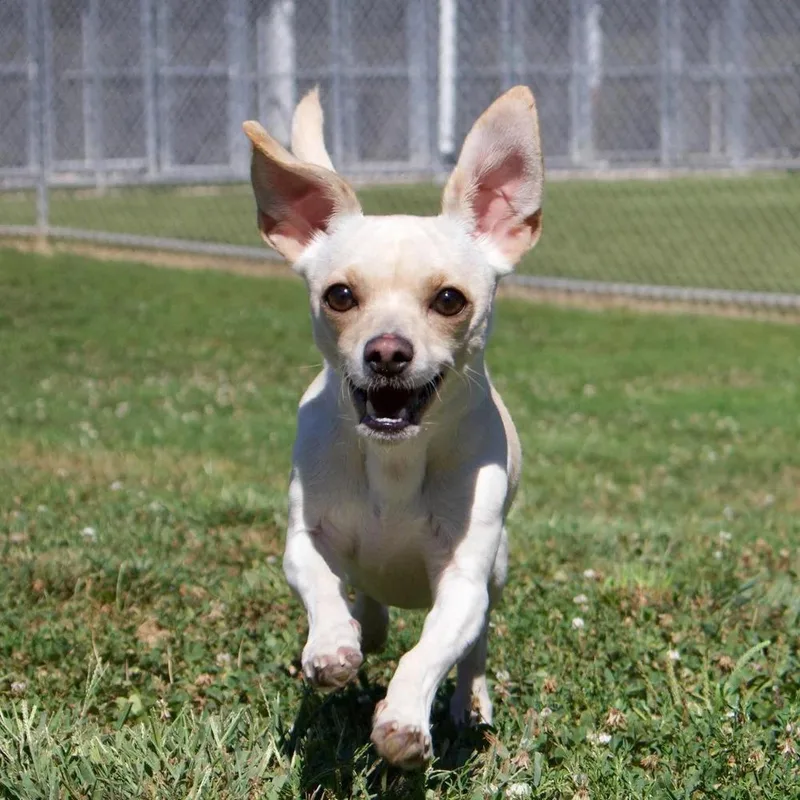 A young small-sized female Chihuahua dog named Sophie for adoption in Godfrey, IL