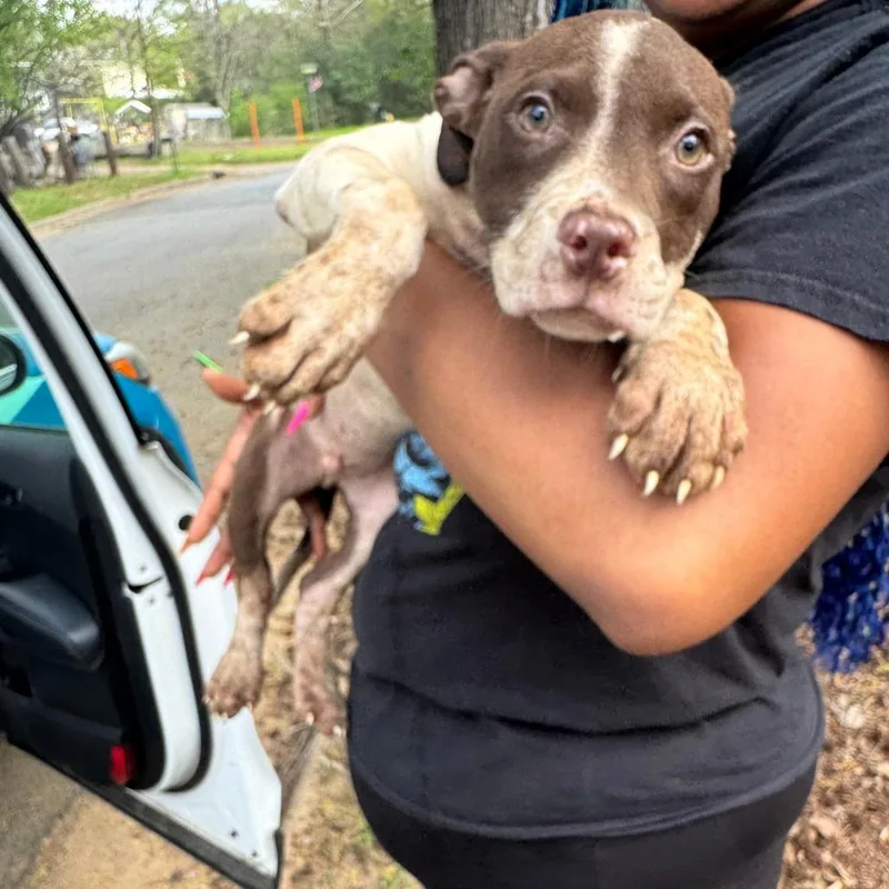 A baby small-sized male Brown / Chocolate Mixed Breed dog named Junior for adoption in Columbus, GA