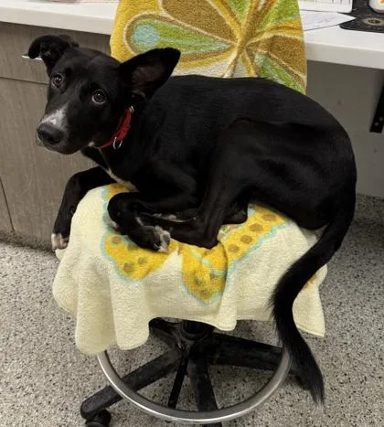 A baby large-sized female Black Mixed Breed dog named Nobie for adoption in Kansas City, MO