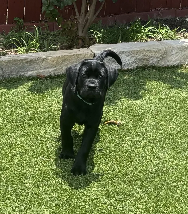 A baby large-sized female Cane Corso dog named Star for adoption in San Antonio, TX