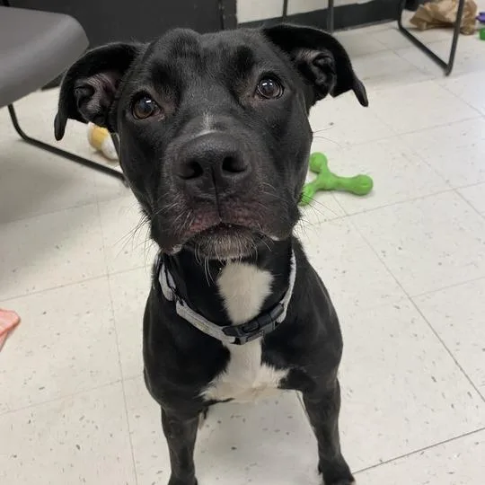 A young medium-sized female Black Mixed Breed dog named Lucky Penny for adoption in Davenport, IA