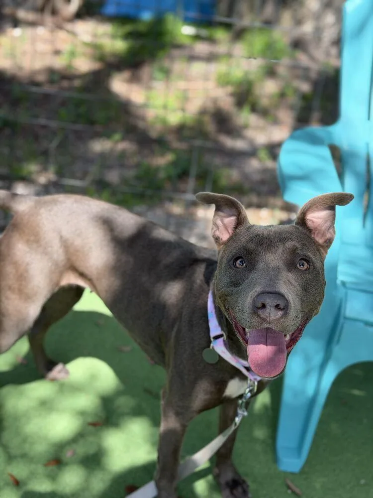 An adult medium-sized female Gray / Blue / Silver American Bulldog dog named Baby for adoption in Lakeland, FL
