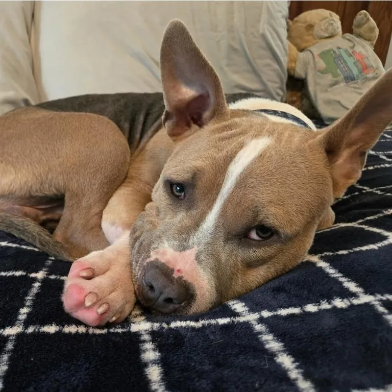 A young medium-sized male Tricolor (Brown, Black, & White) Bulldog dog named Finn for adoption in Myrtle Beach, SC