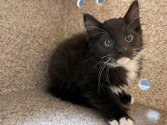 A baby small-sized male Domestic Short Hair cat named Penguin for adoption in Antioch, CA