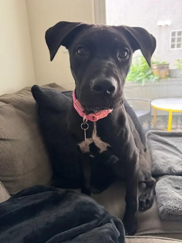 An adult medium-sized female Pit Bull Terrier dog named Dottie for adoption in Manhattan Beach, CA