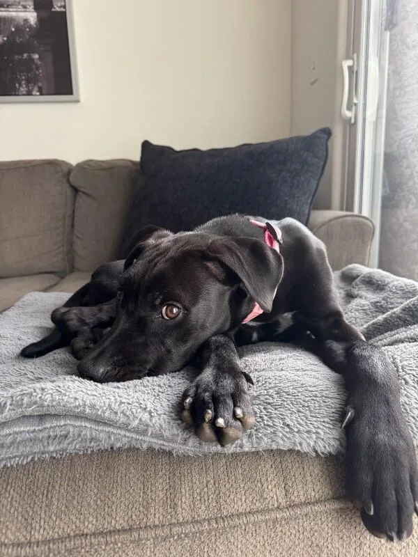 Dottie thumbnail 2