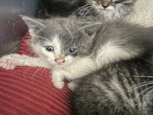 A baby small-sized female Domestic Short Hair cat named Shyanne for adoption in Tracy, CA