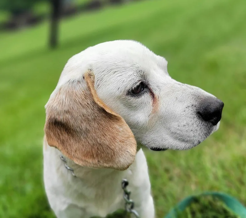 A senior medium-sized male Beagle dog named Bangles for adoption in Germantown, OH