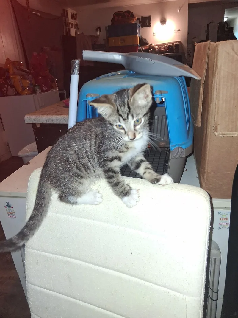 A baby small-sized male Tabby (Gray / Blue / Silver) Domestic Short Hair cat named Dale for adoption in Marlette, MI