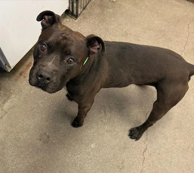 An adult medium-sized male Pit Bull Terrier dog named Apollo for adoption in Tucson, AZ
