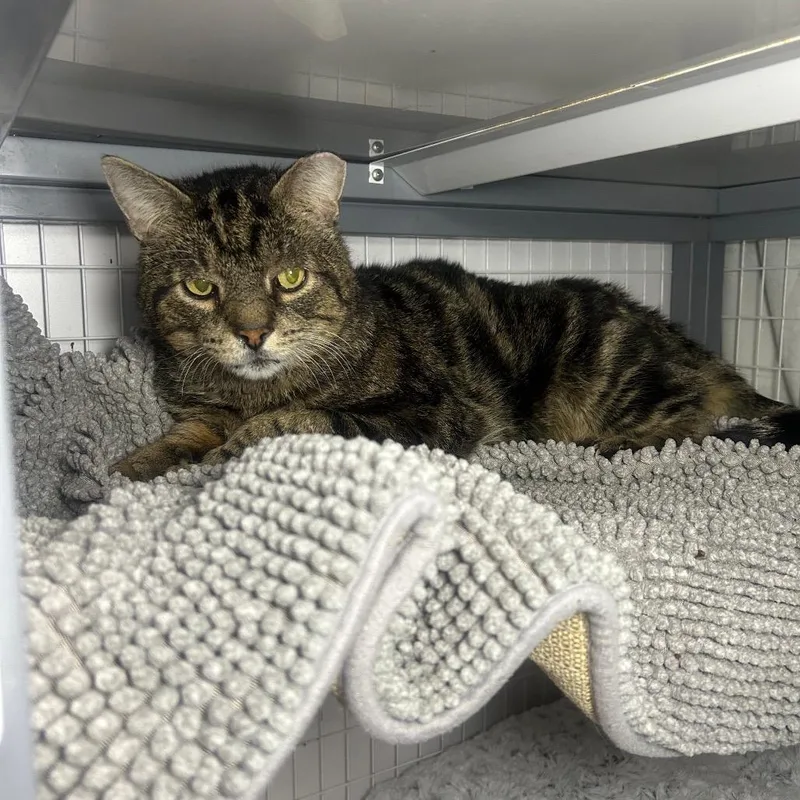 A senior medium-sized male Brown / Chocolate Domestic Short Hair cat named Cactus for adoption in Middle Village, NY