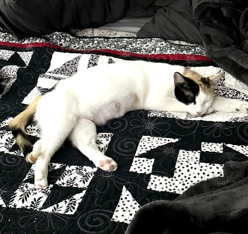 Patches  Sweetheart thumbnail 3