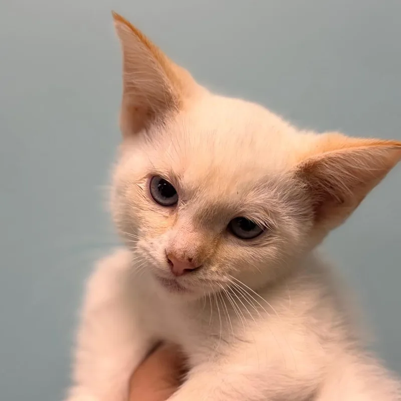 A baby small-sized female White Siamese cat named Cinderella for adoption in Columbus, GA