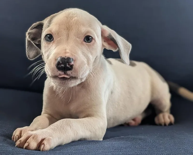 A baby medium-sized female Australian Cattle Dog / Blue Heeler dog named Pinky Promise for adoption in Shawnee, OK