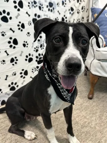 A young medium-sized female Pit Bull Terrier dog named Caylee for adoption in Seagoville, TX