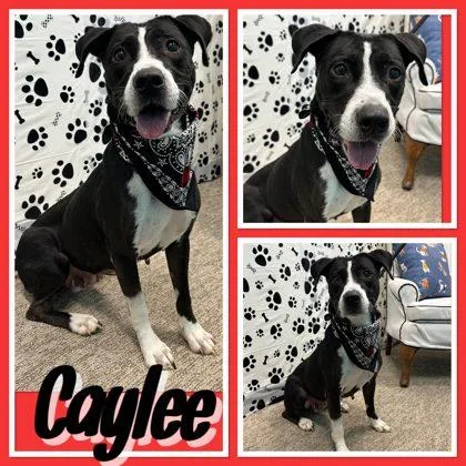 Caylee thumbnail 3