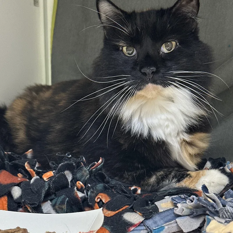 A senior medium-sized female Domestic Medium Hair cat named Karma for adoption in Manassas, VA