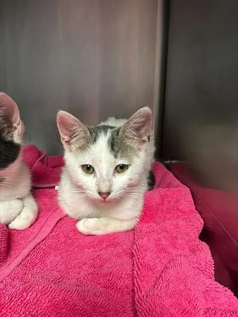 A baby small-sized male Domestic Short Hair cat named Logan for adoption in Santa Cruz, CA