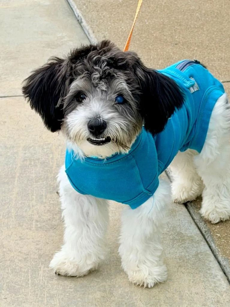 A baby small-sized male Shih Tzu dog named Bourbon for adoption in Cape Coral, FL