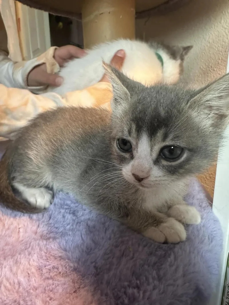 A baby medium-sized male Domestic Short Hair cat named Ravioli for adoption in Lincoln, CA