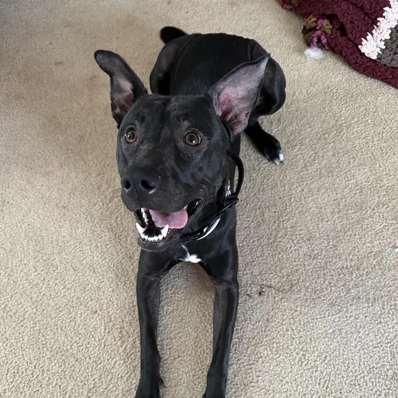 An adult medium-sized female Black Black Labrador Retriever dog named Lexie for adoption in Flintstone, MD