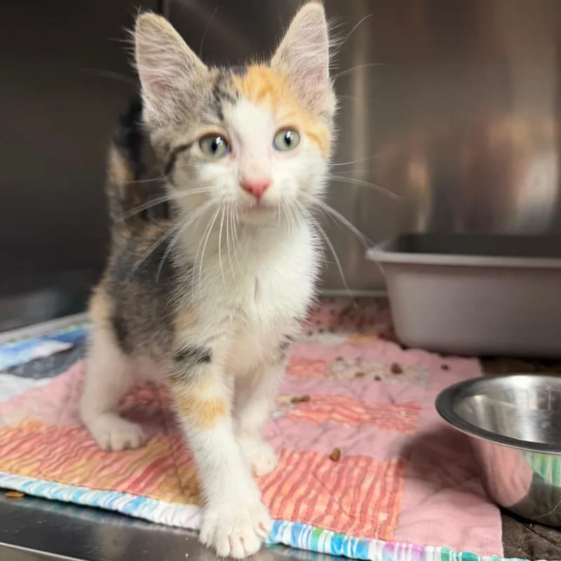 A baby small-sized female Torbie Domestic Short Hair cat named Flo for adoption in Bryan, TX