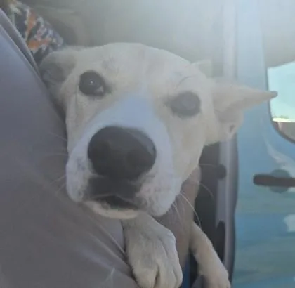 A baby medium-sized female Husky dog named Gayla for adoption in Fernandina Beach, FL