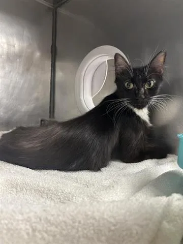 A young small-sized female Domestic Medium Hair cat named Mascrapone for adoption in Panama City, FL